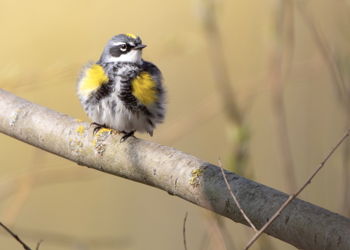 lesňáček žlutoskvrnný (ssp. coronata) - ML618053846