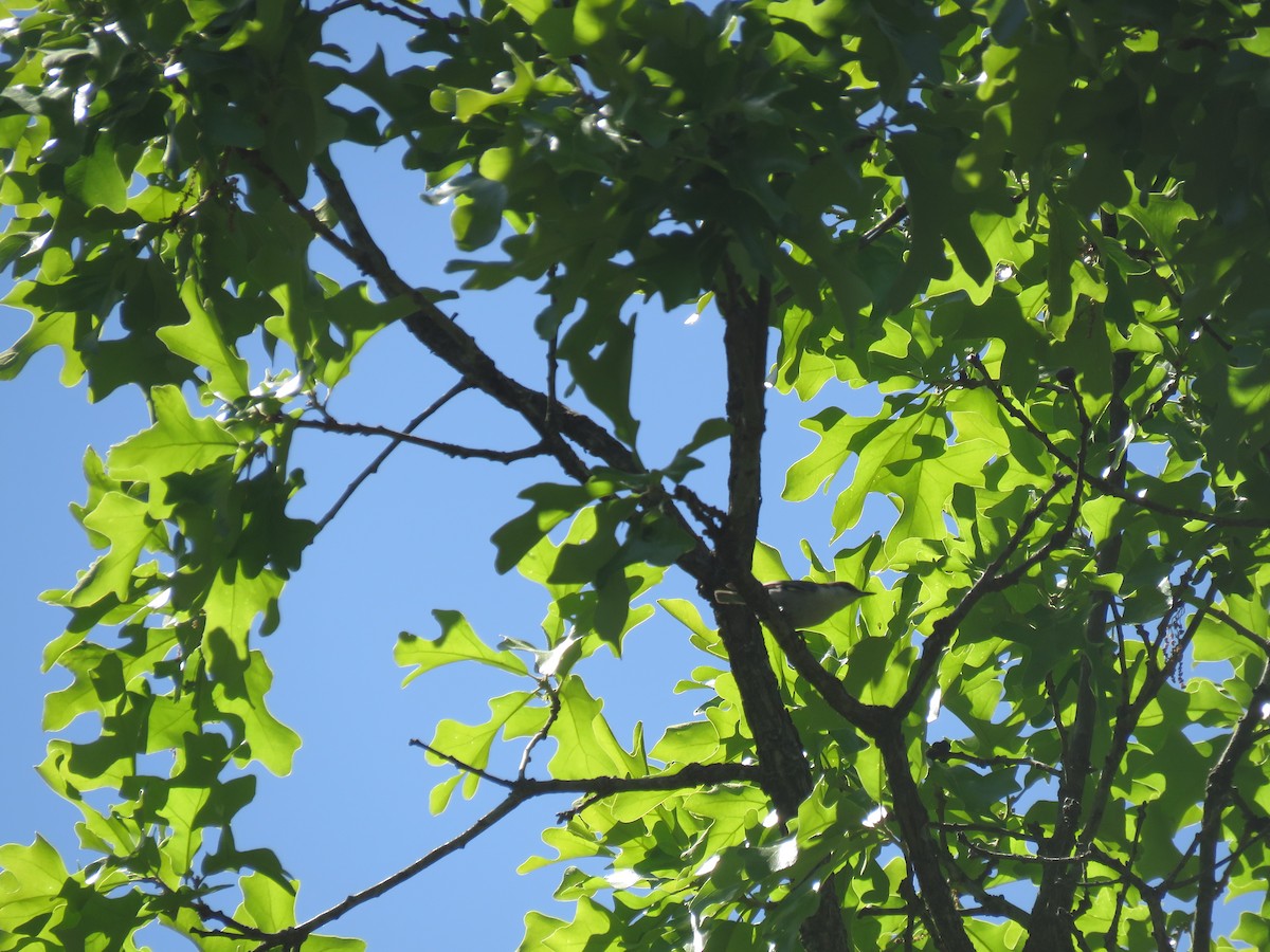 Brown-headed Nuthatch - ML618053864