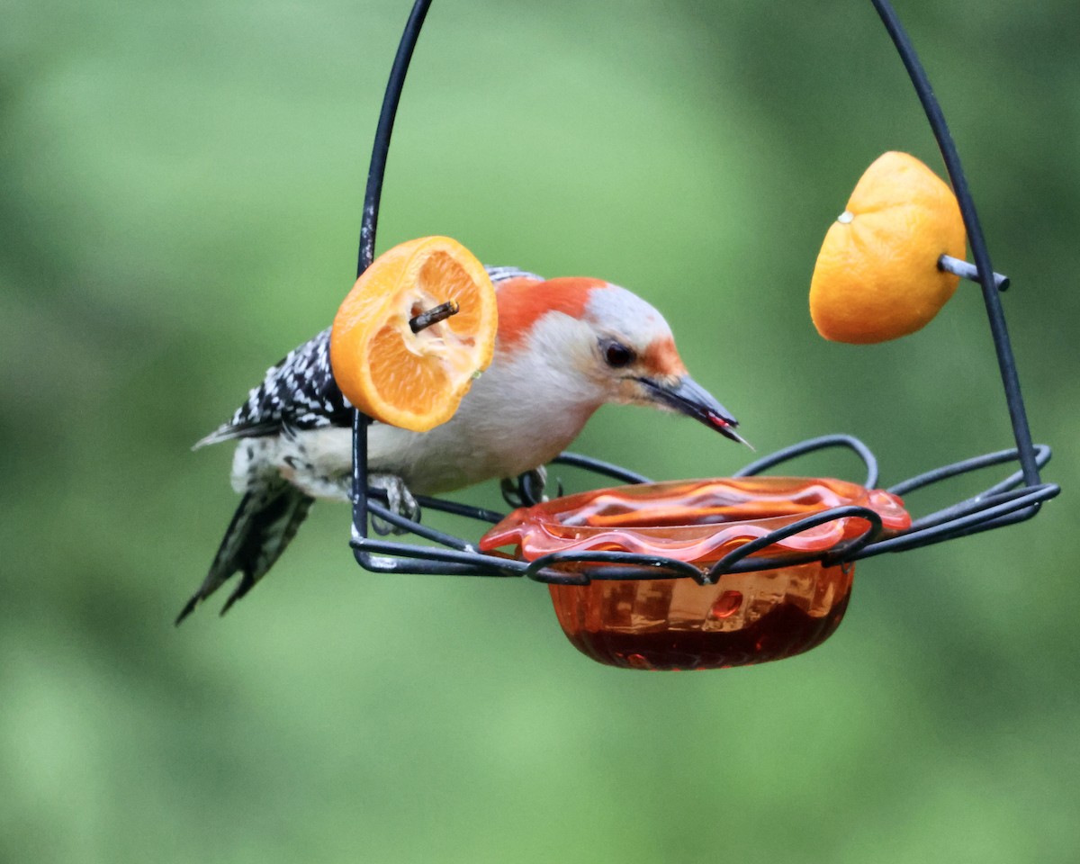 Red-bellied Woodpecker - ML618053865