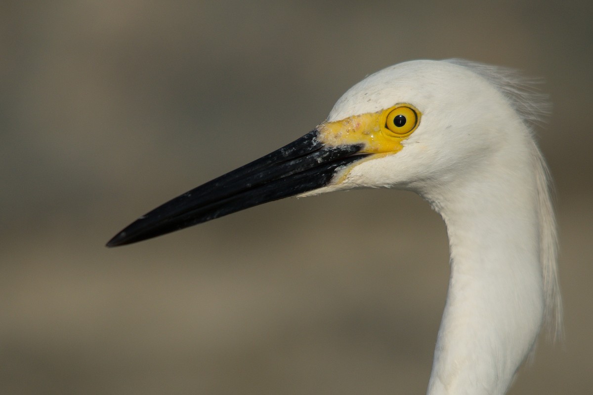 Snowy Egret - ML618053878