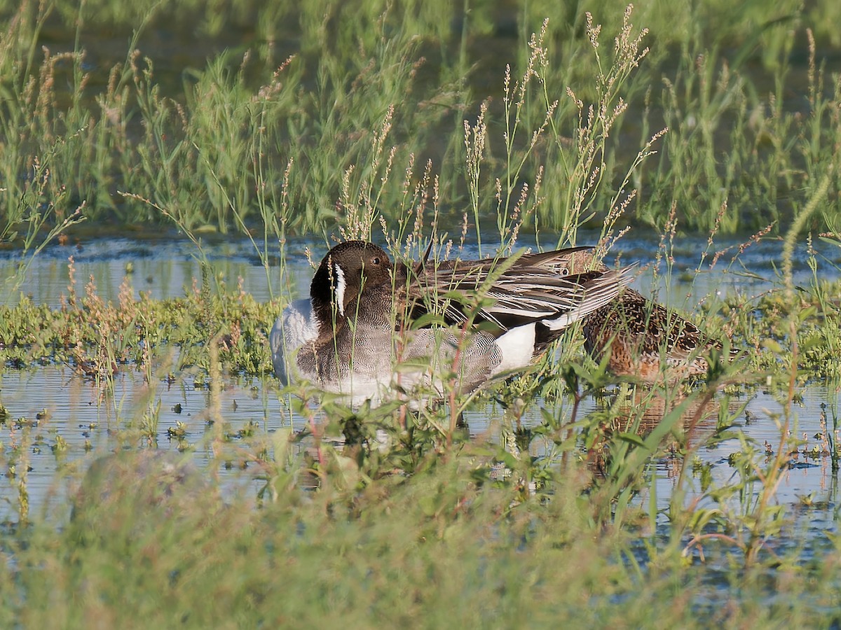 Northern Pintail - ML618053892