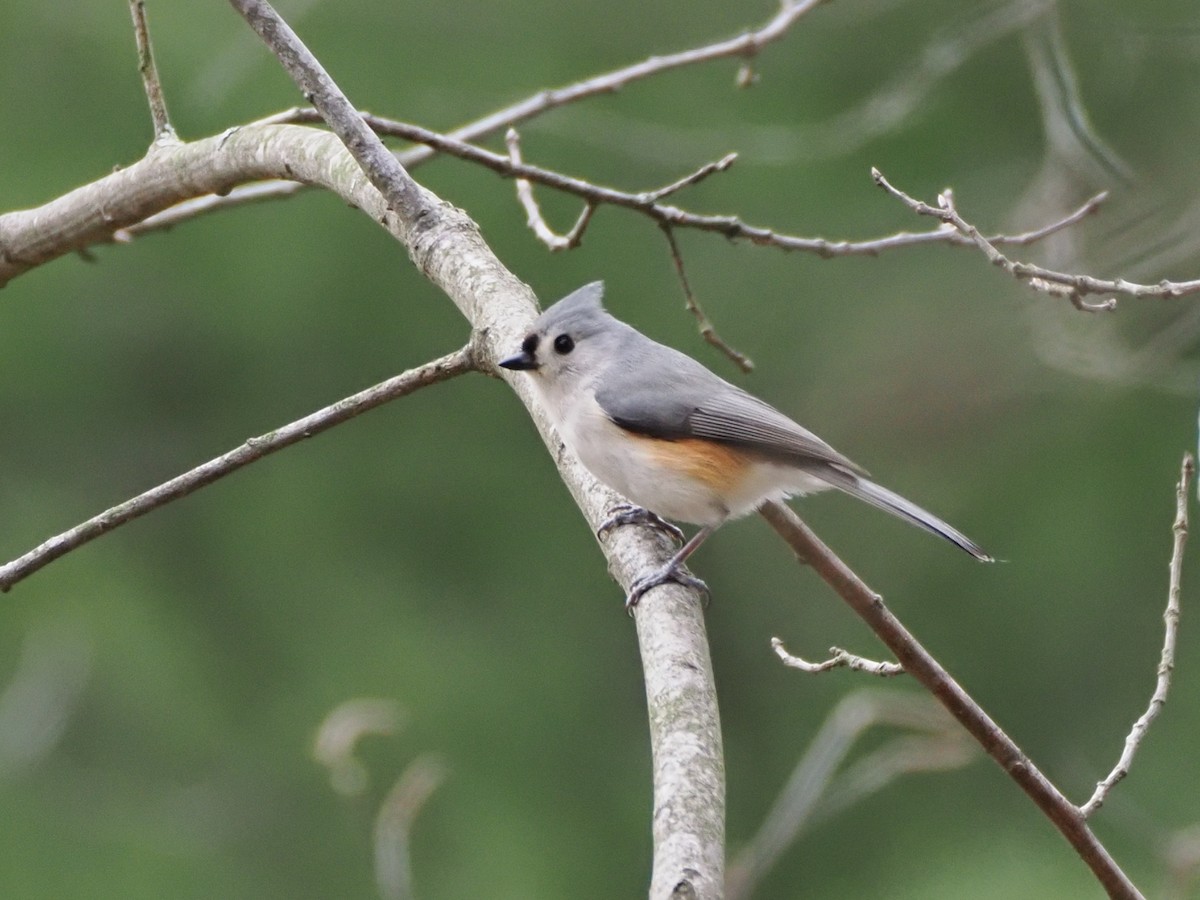 Tufted Titmouse - ML618053905