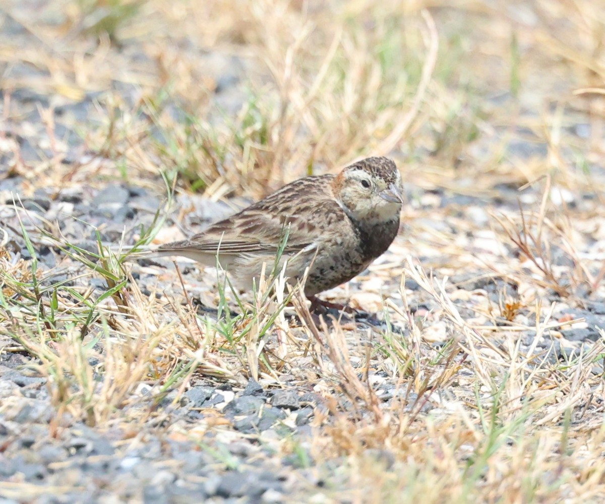 Chestnut-collared Longspur - Dawn Lloyd