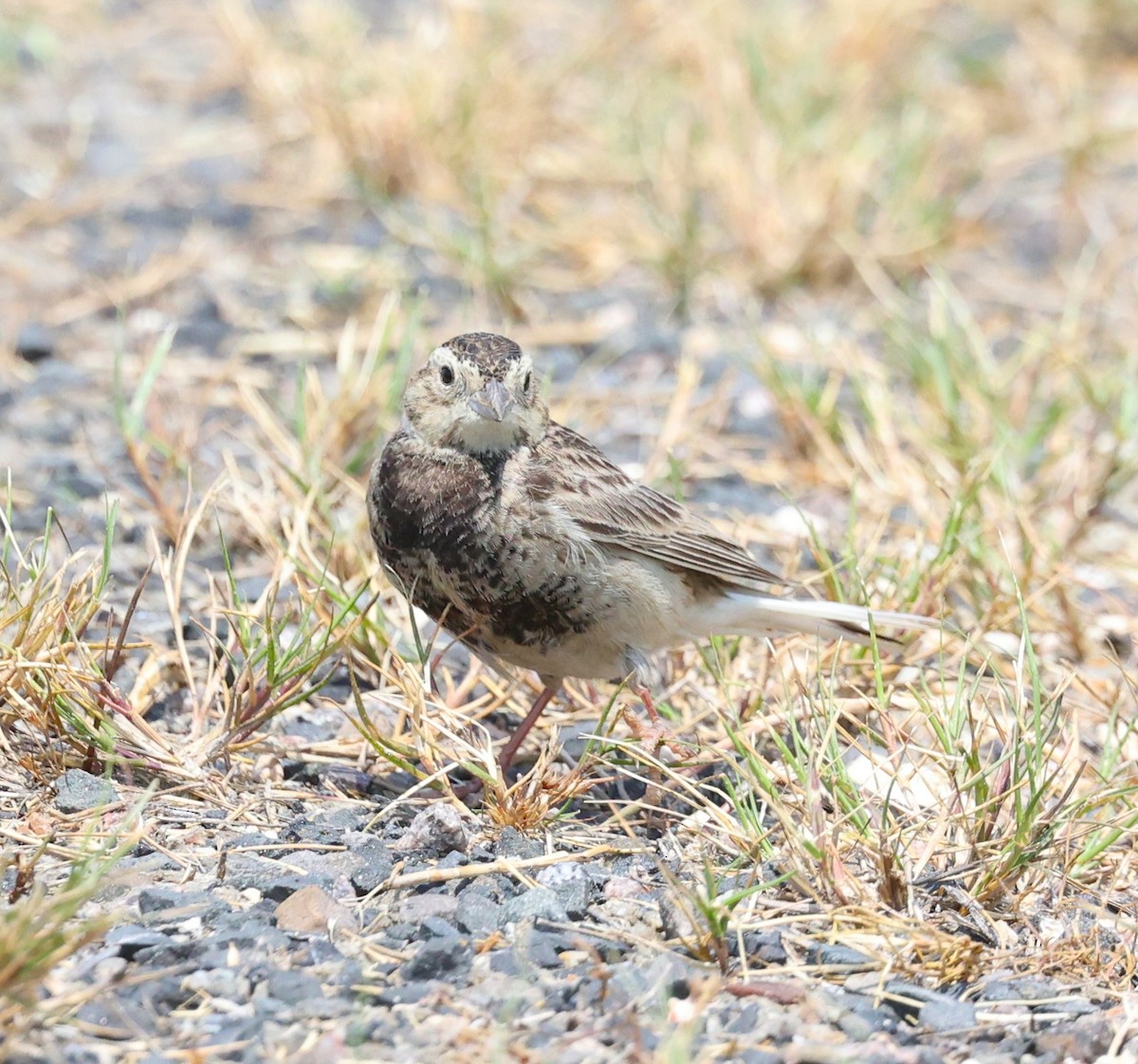 Chestnut-collared Longspur - Dawn Lloyd