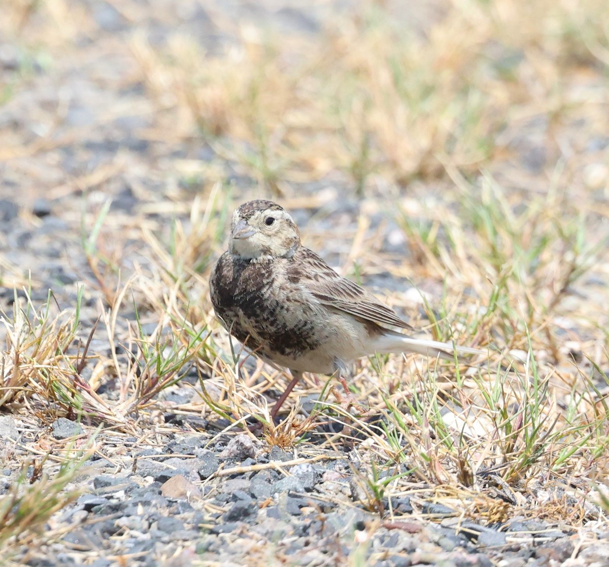 Chestnut-collared Longspur - Dawn Lloyd