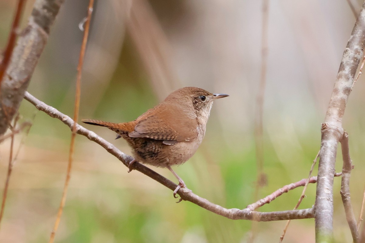 House Wren - Steve Decker