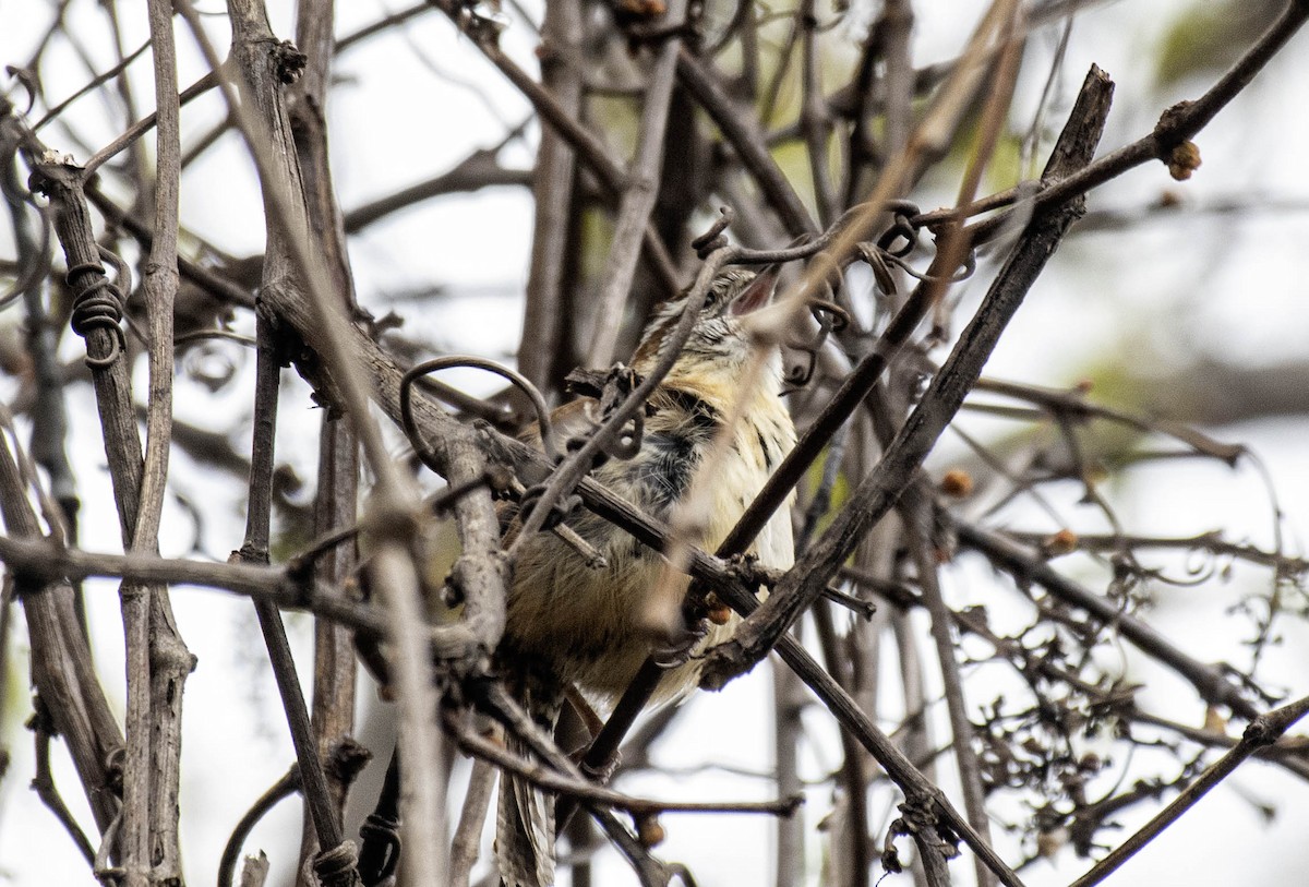 Carolina Wren - ML618053953