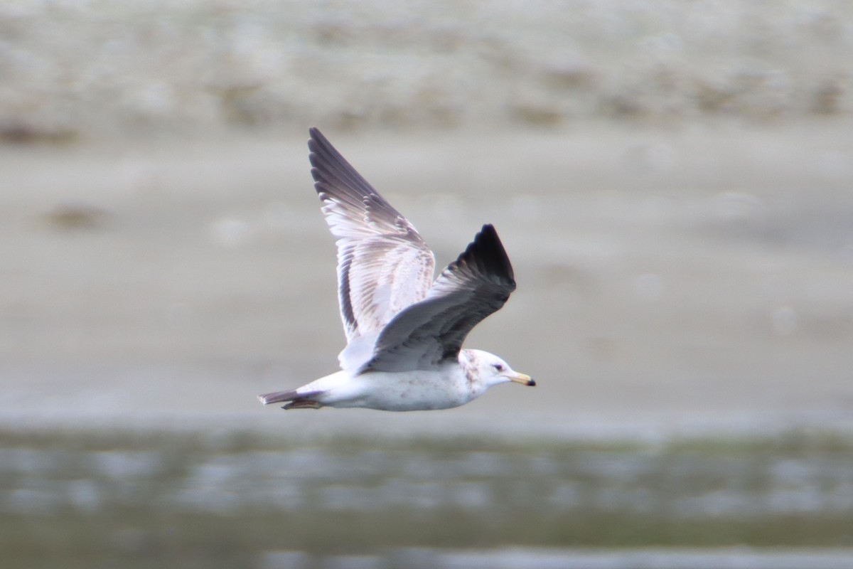 California Gull - ML618053967