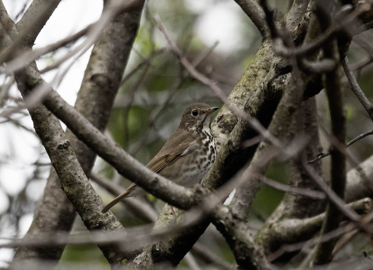 Hermit Thrush - ML618053972