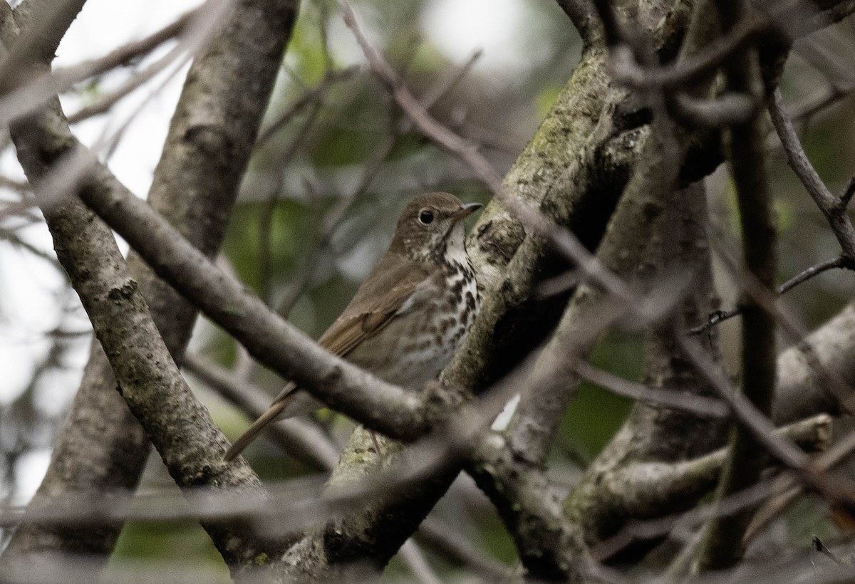 Hermit Thrush - ML618053974