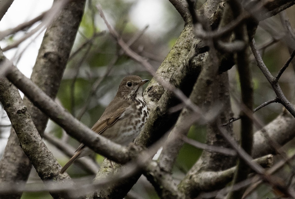 Hermit Thrush - ML618053976