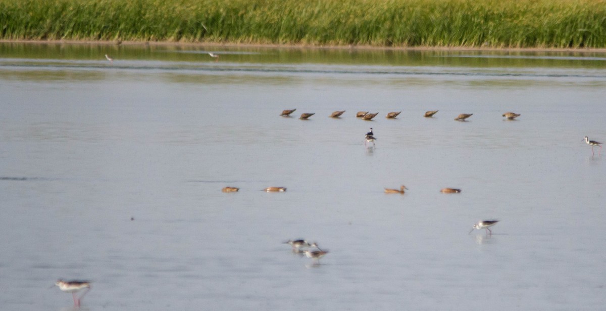 Hudsonian Godwit - ML618053981