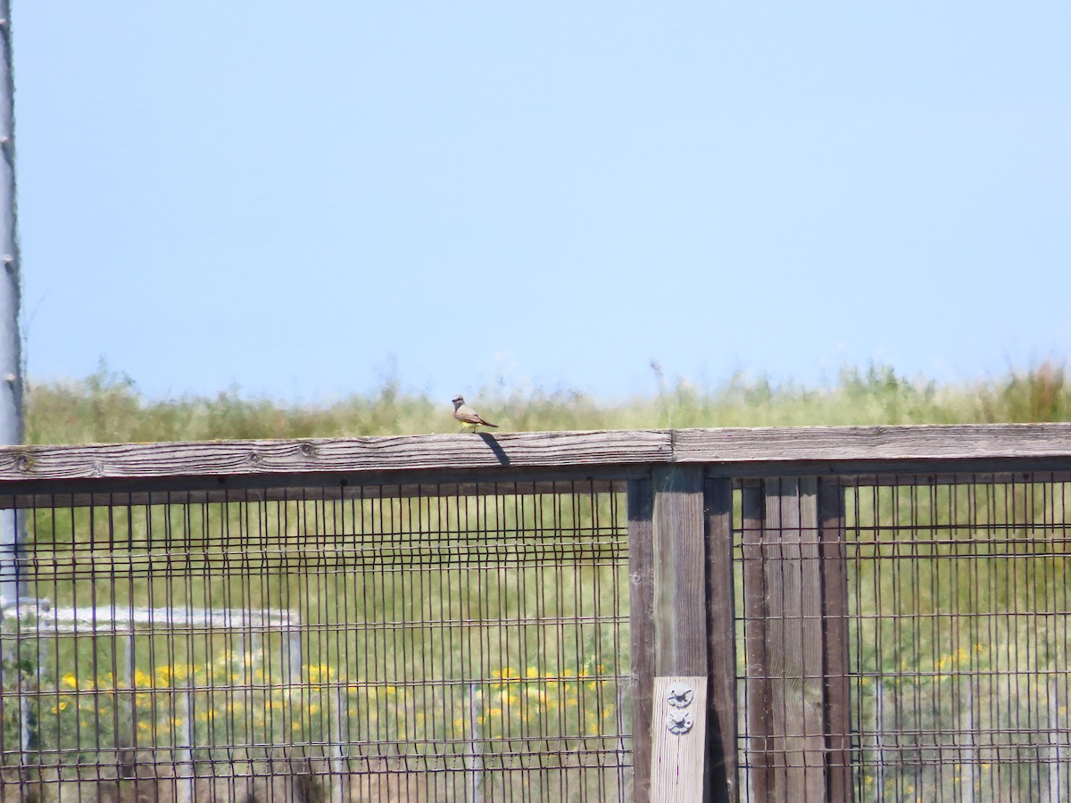 Western Kingbird - Kaiting H