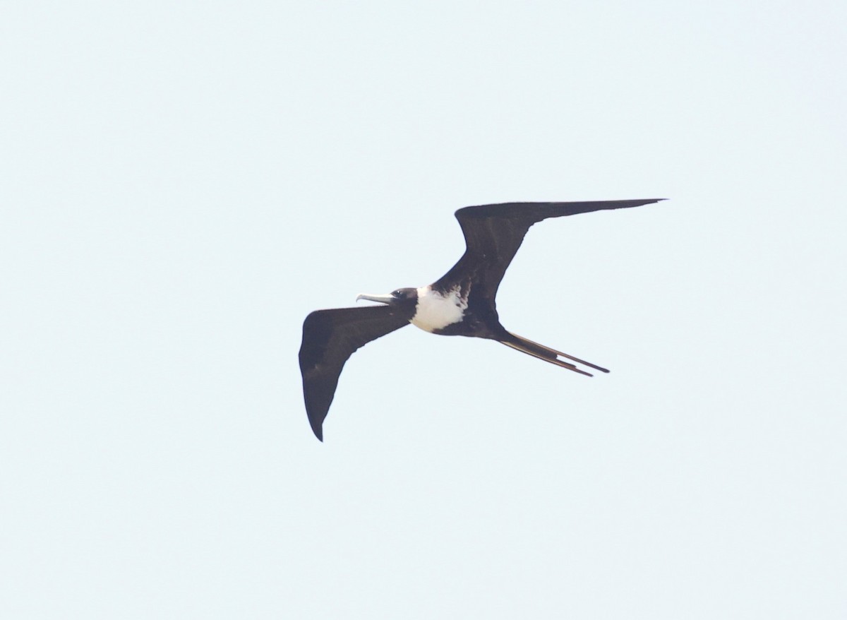 Magnificent Frigatebird - Dawn Lloyd