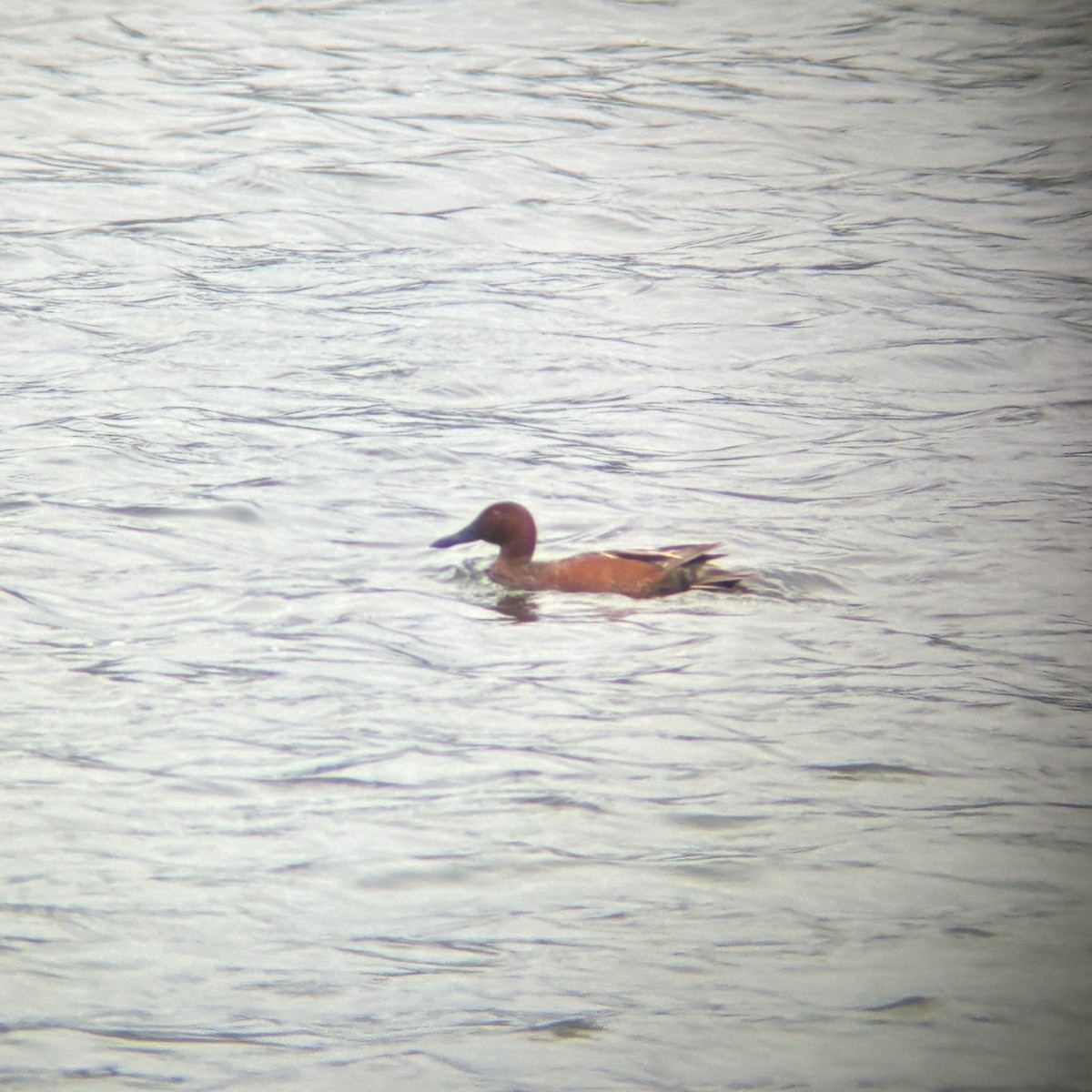 Cinnamon Teal - Andrew S. Aldrich