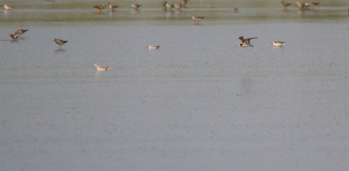 Wilson's Phalarope - ML618054010