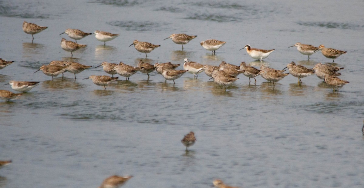 Wilson's Phalarope - ML618054012