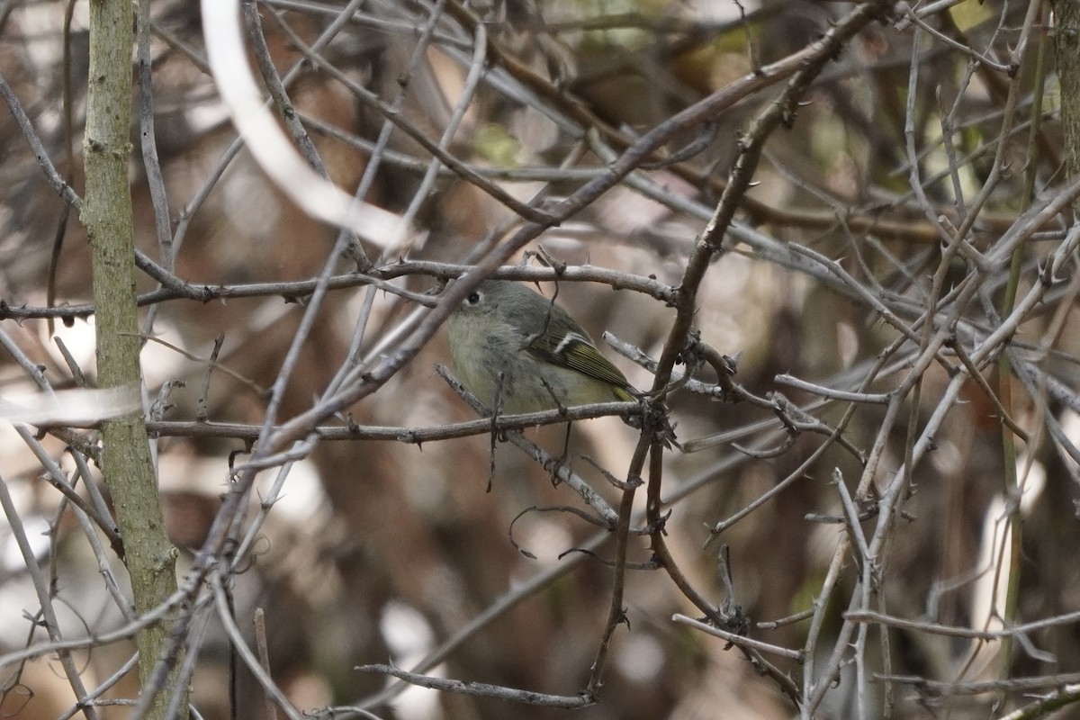 Ruby-crowned Kinglet - ML618054076