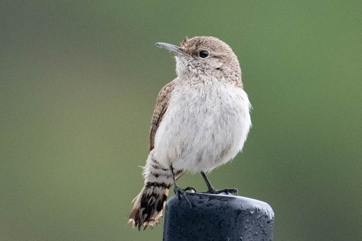 Rock Wren - Nancy Christensen