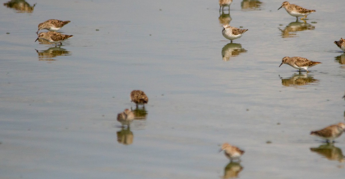 Semipalmated Sandpiper - ML618054110