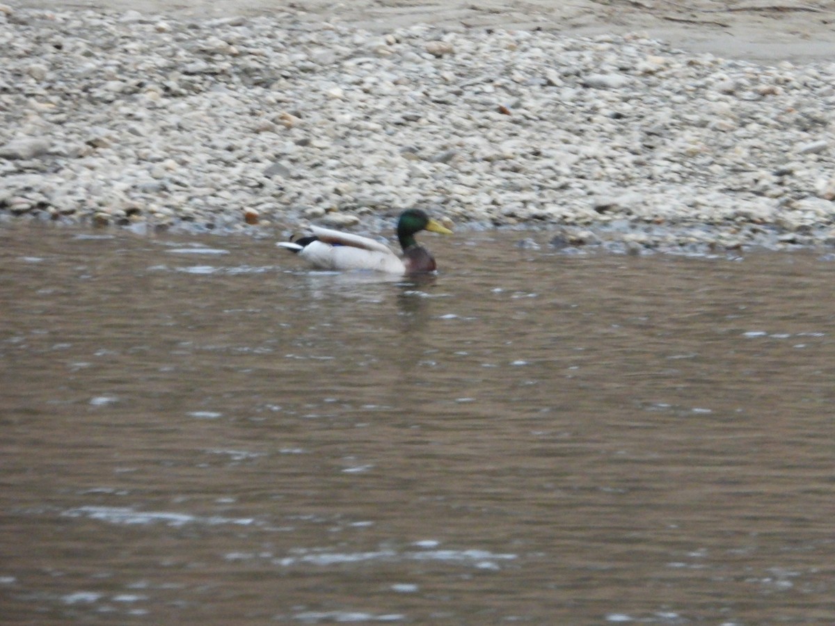 Mallard - Chantal Côté