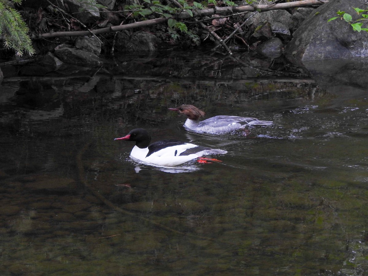 Common Merganser - ML618054127