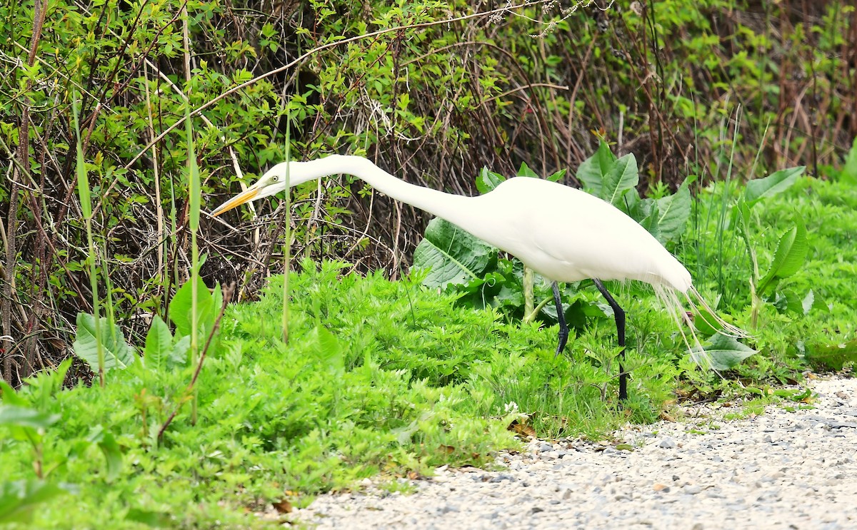 Great Egret - ML618054128