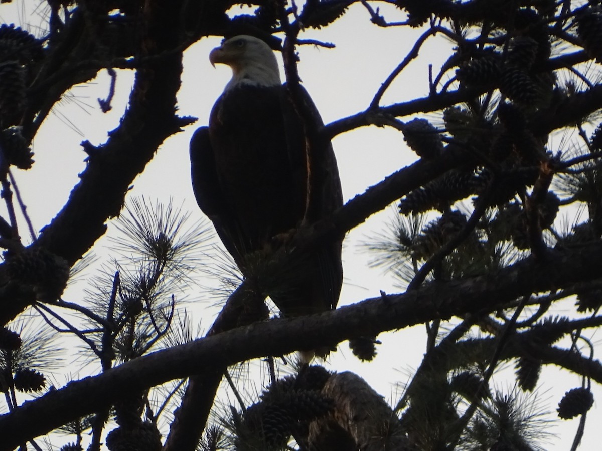 Bald Eagle - ML618054130