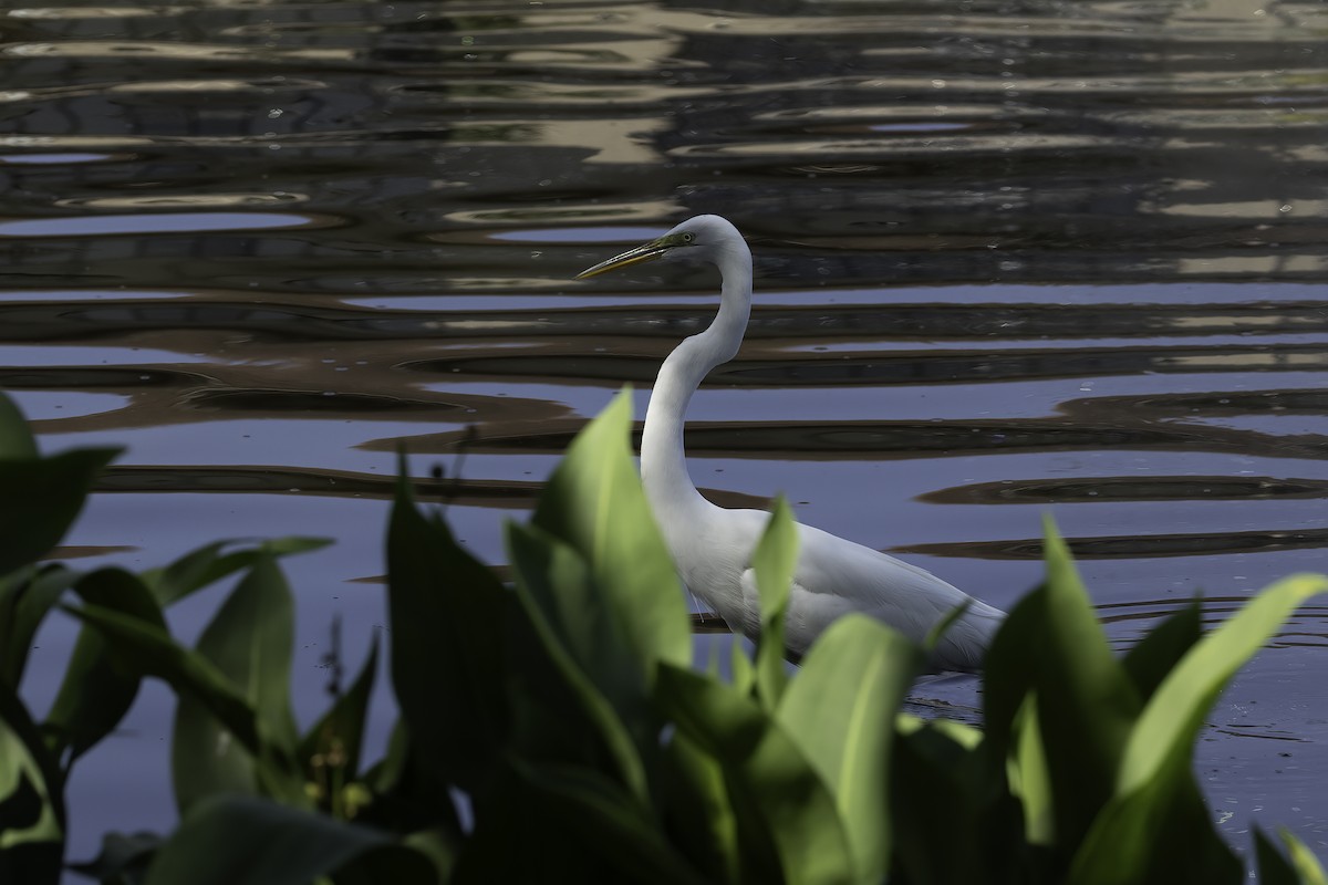 Great Egret - ML618054161