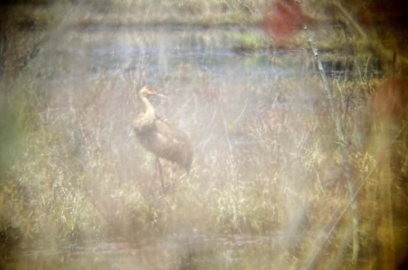 Sandhill Crane - ML618054172