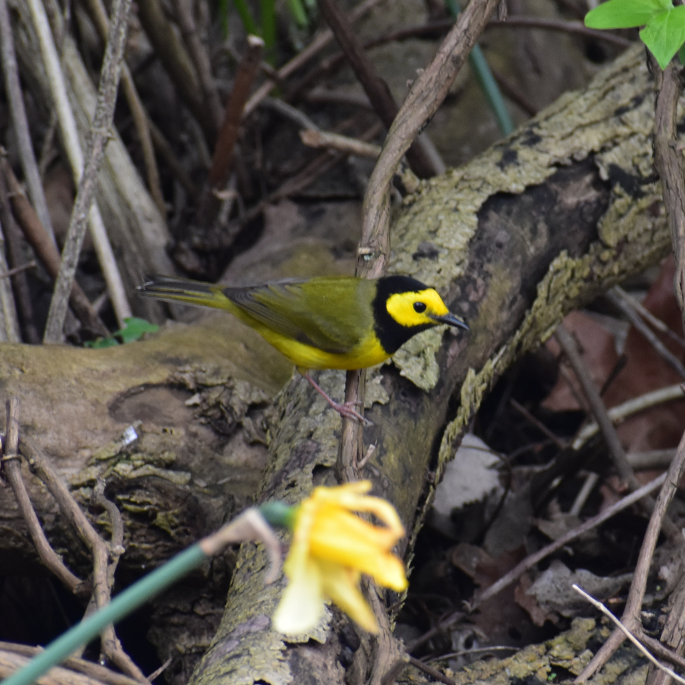 Hooded Warbler - ML618054187