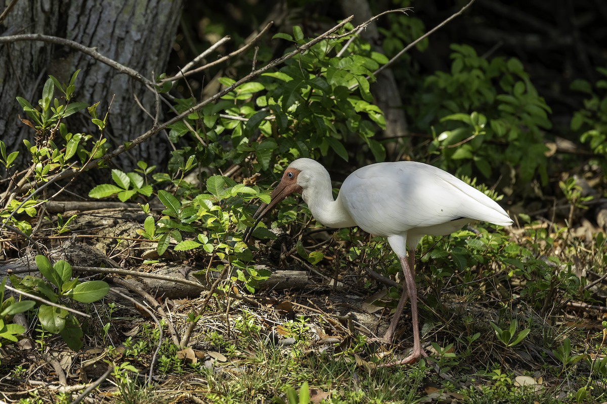 ibis bílý - ML618054207