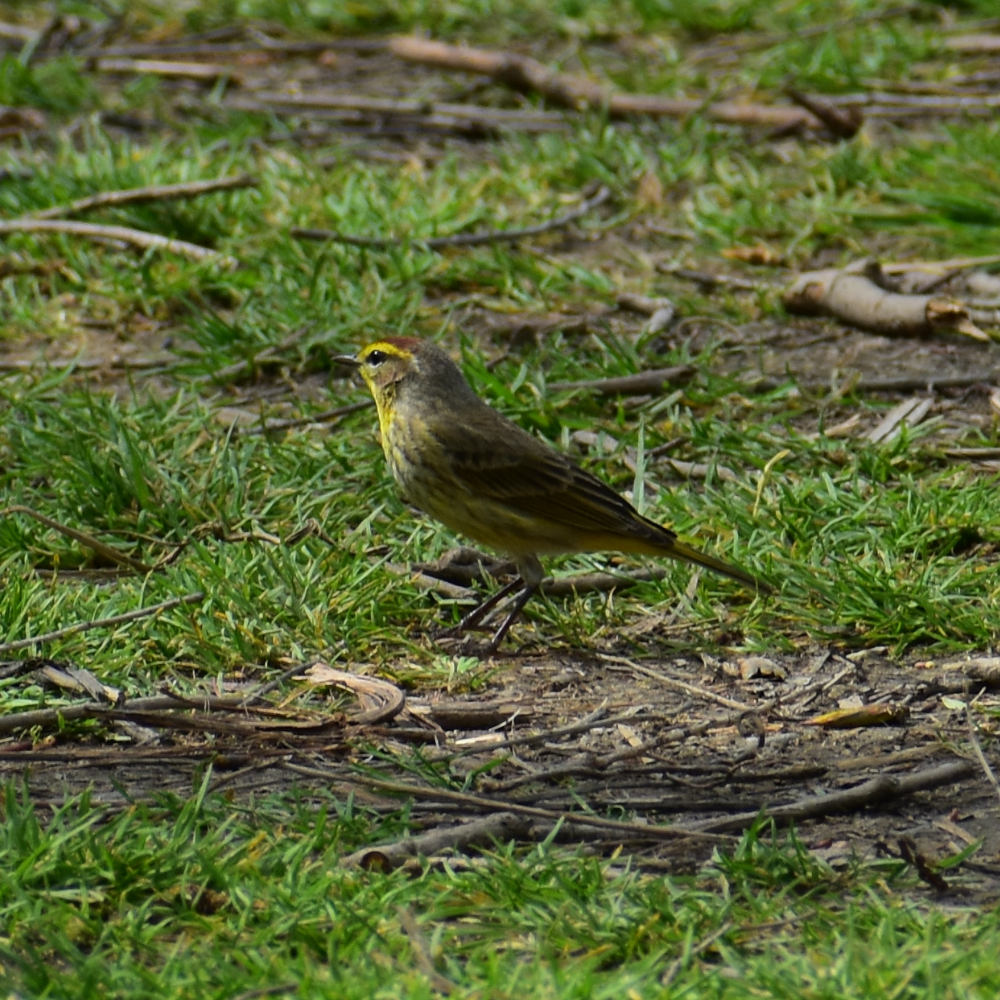 Palm Warbler - ML618054208