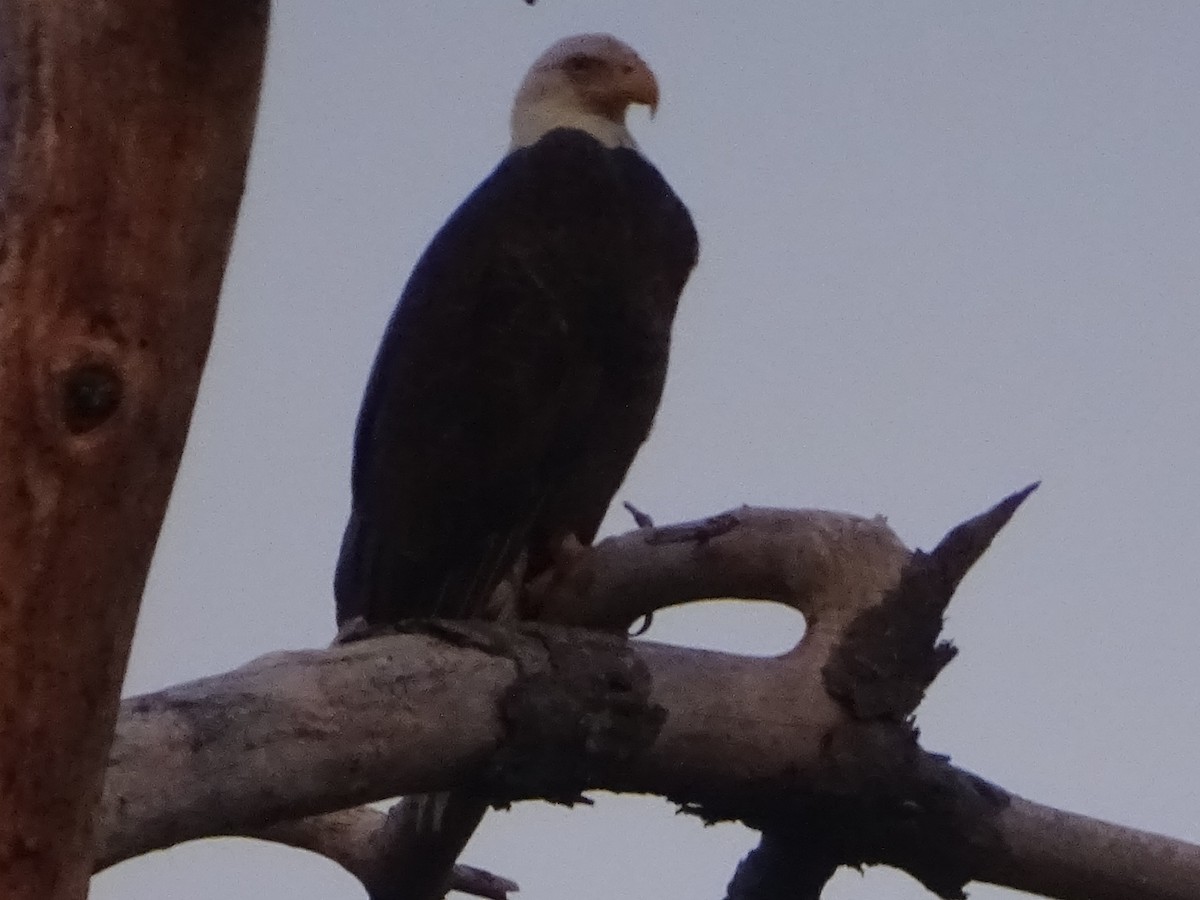 Weißkopf-Seeadler - ML618054223