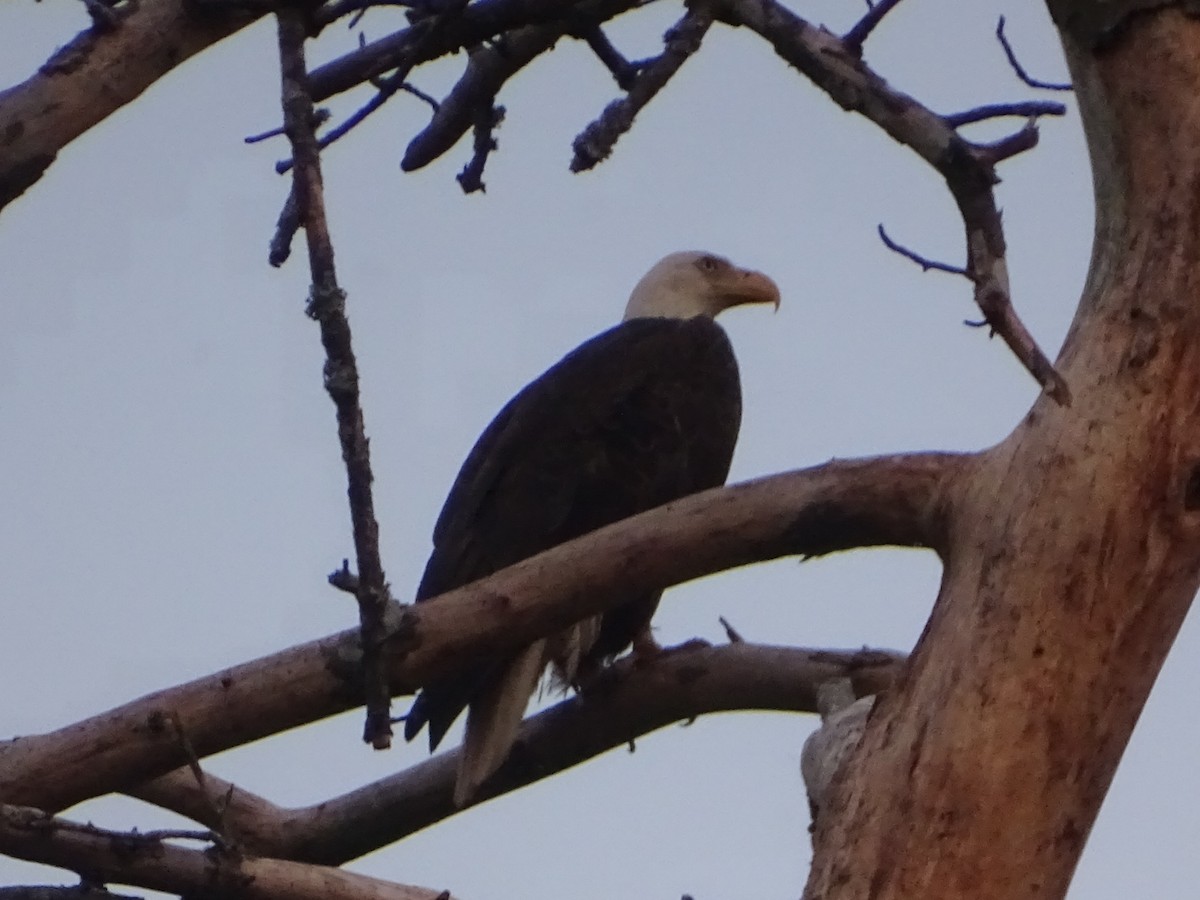 Weißkopf-Seeadler - ML618054224