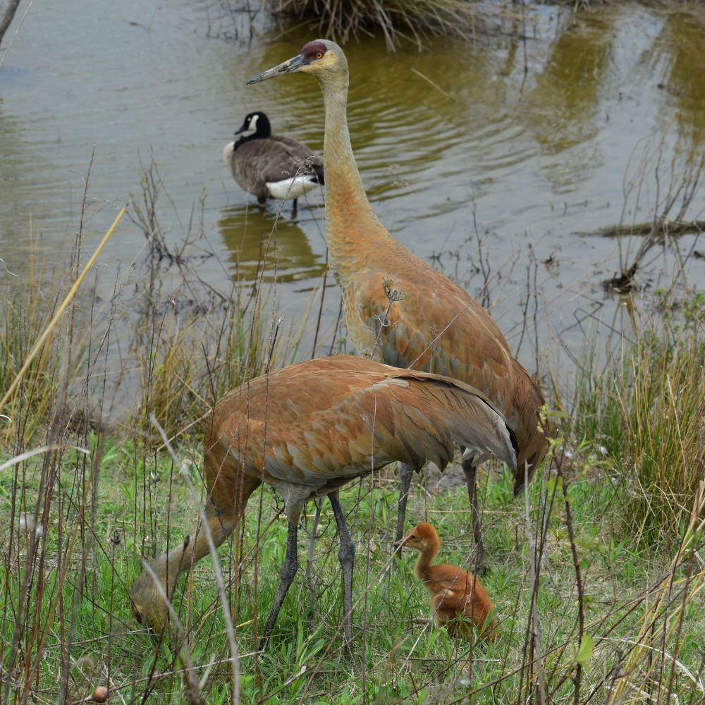 Sandhill Crane - Vinny Horvath