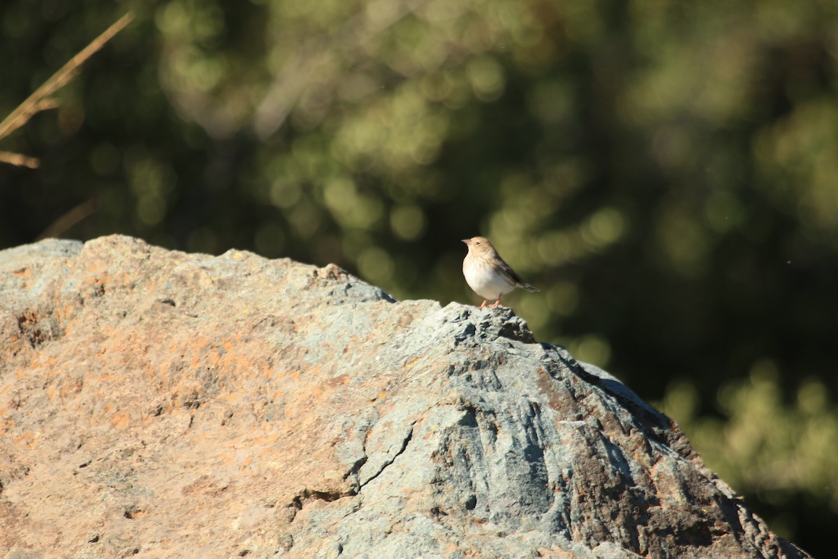 Band-tailed Sierra Finch - ML618054243