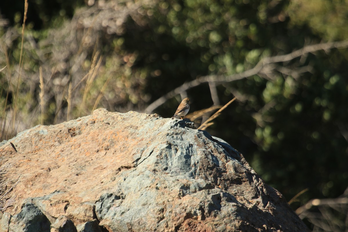Band-tailed Sierra Finch - ML618054244