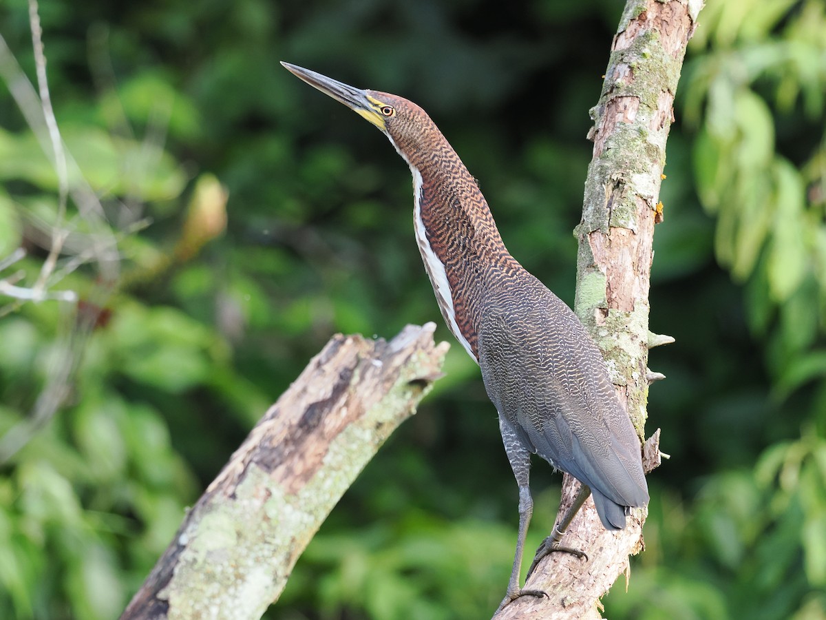 Rufescent Tiger-Heron - Ben Wilcox