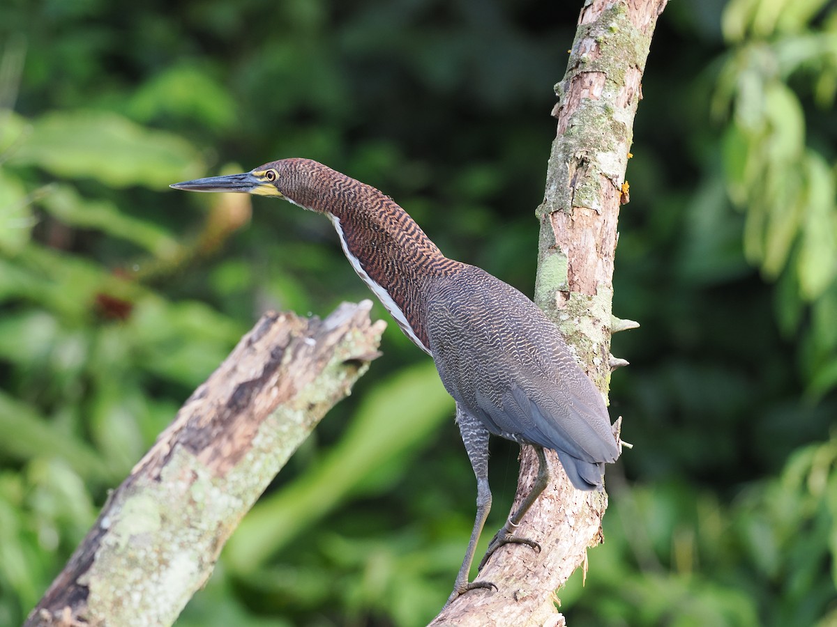 Rufescent Tiger-Heron - ML618054247