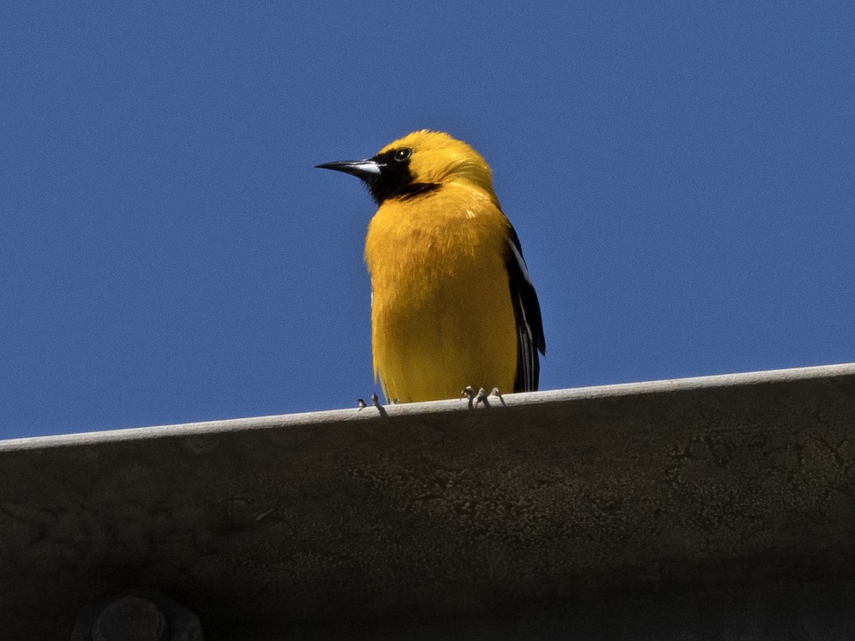 Hooded Oriole - Robert Hamilton