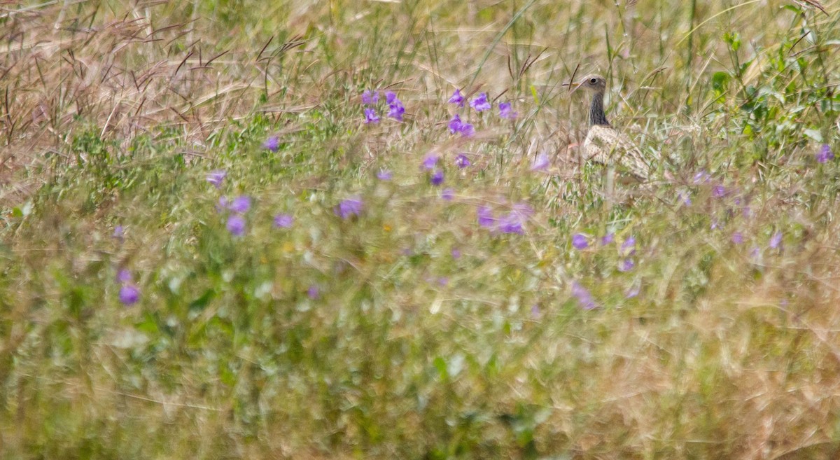 Upland Sandpiper - Nathan Tea