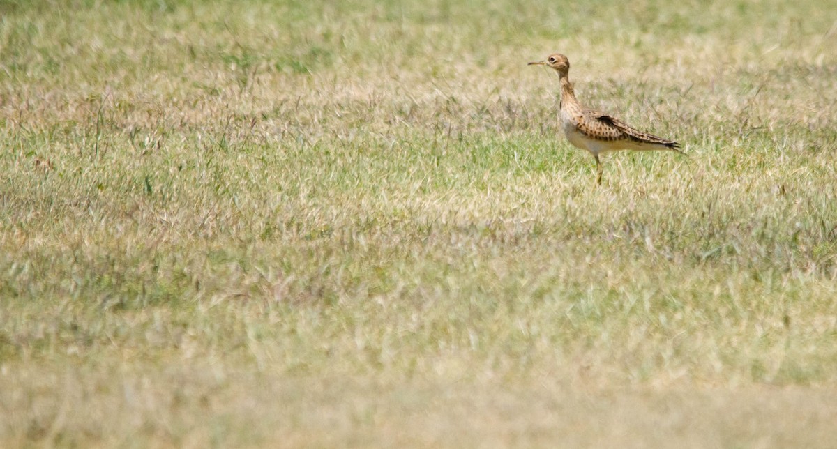 Upland Sandpiper - ML618054268