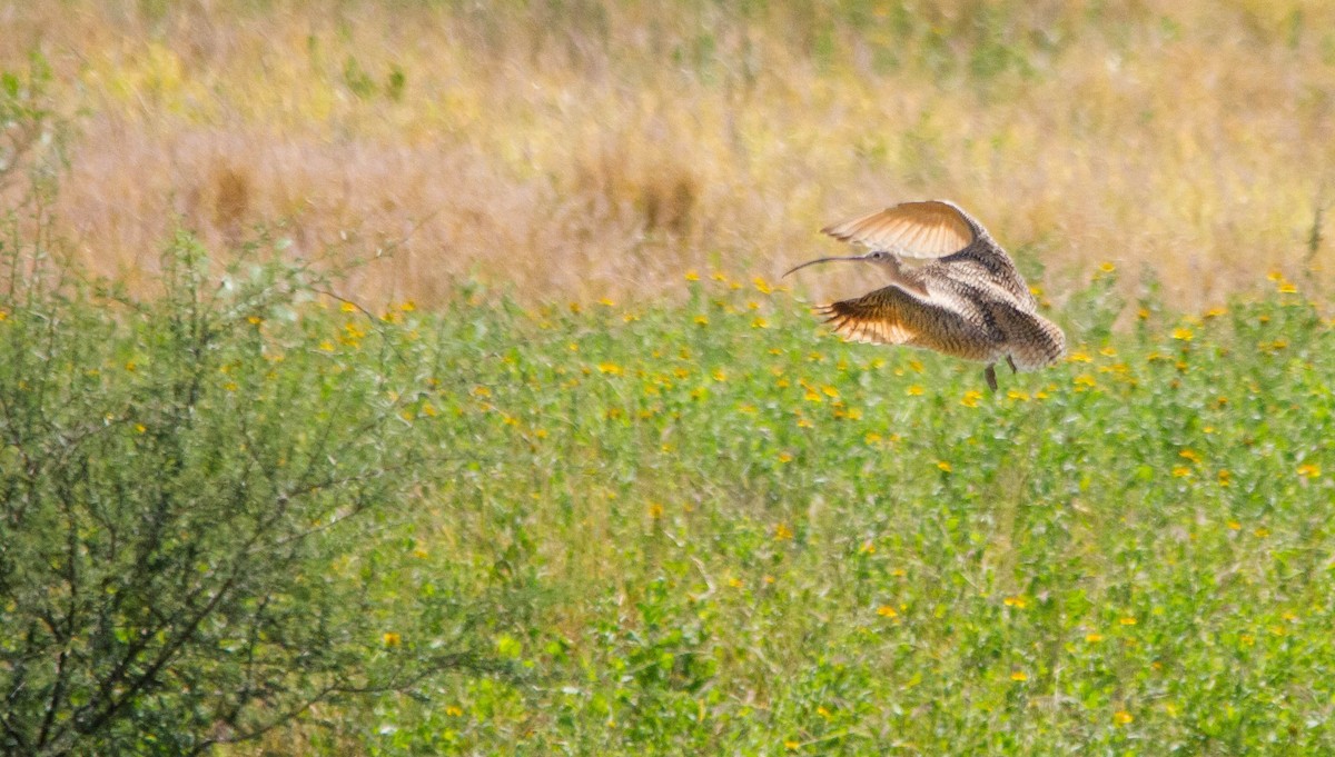Long-billed Curlew - ML618054284
