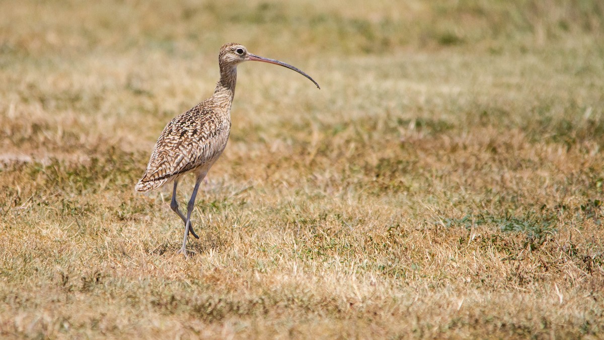 Long-billed Curlew - ML618054285