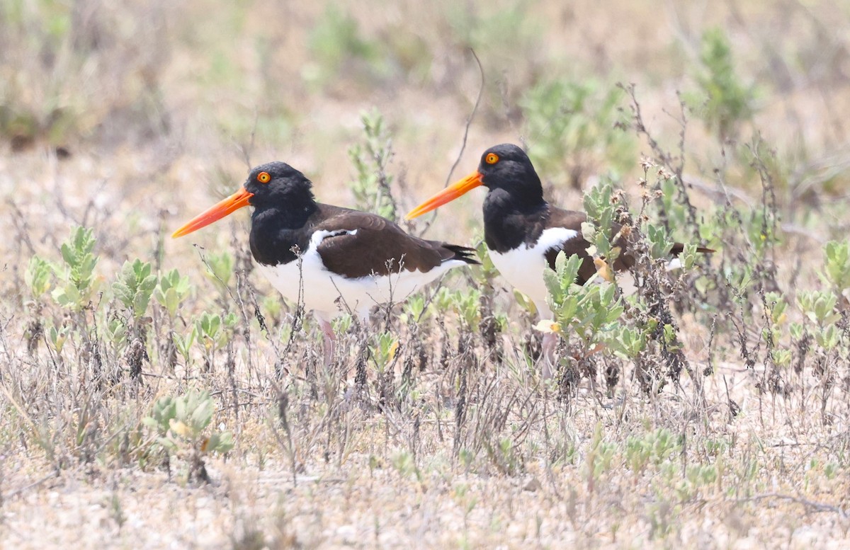 American Oystercatcher - Dawn Lloyd