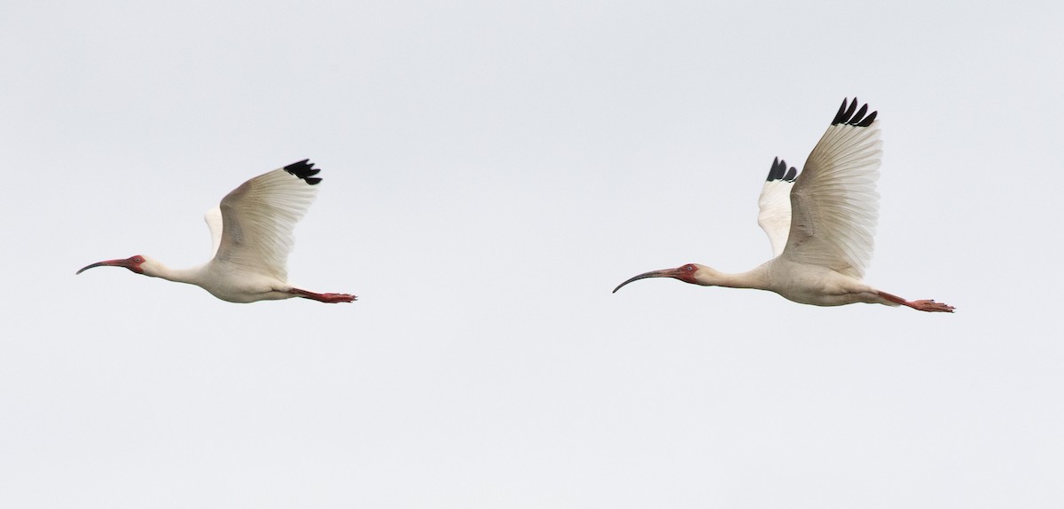 White Ibis - ML618054290