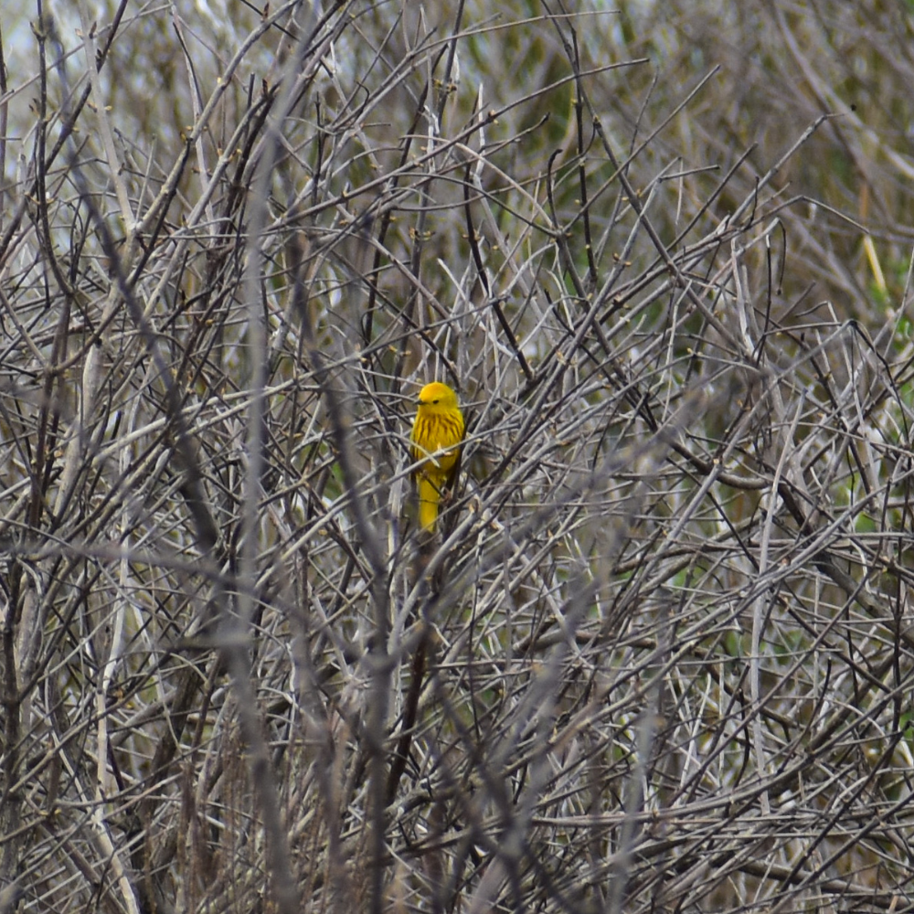 Yellow Warbler - ML618054291