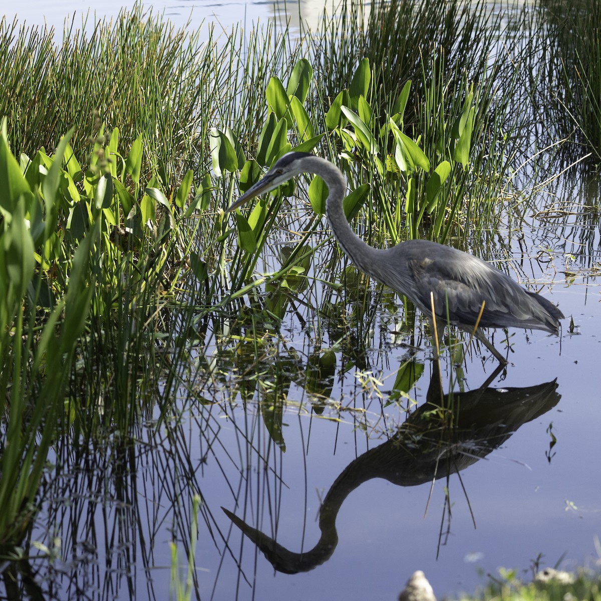 Great Blue Heron - Kathryn McGiffen