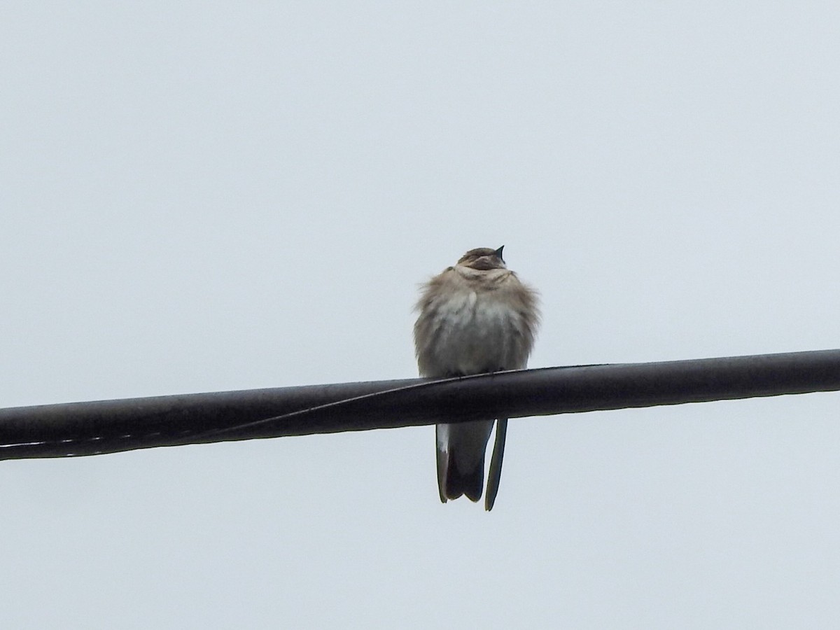 Golondrina Aserrada - ML618054298